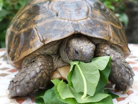tortuga