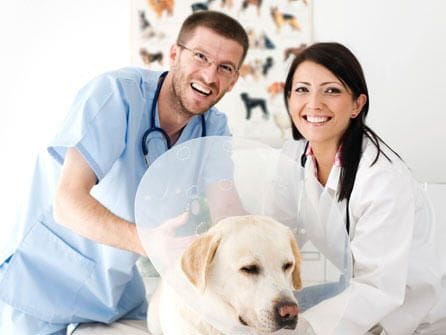 curso-veterinaria