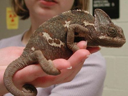 camaleon-animales-exoticos