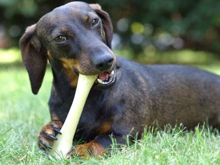 nutricion-canina