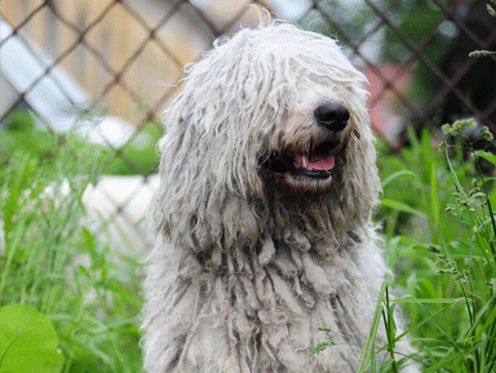 ISED forma en cómo actuar ante el maltrato animal