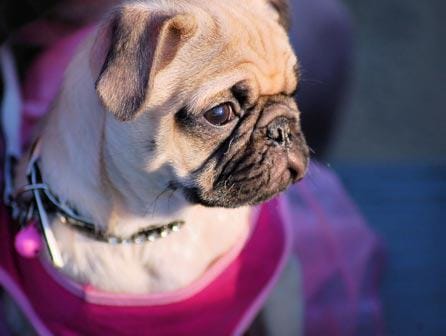 ISED Madrid presenta sus monográficos de veterinaria para el verano