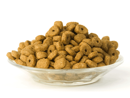 Charla gratuita de nutrición canina en ISED Bilbao