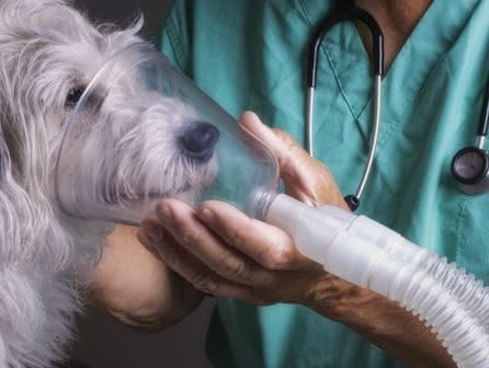 Auxiliar del Veterinario Anestesiólogo 