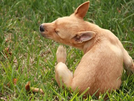 Auxiliar veterinario