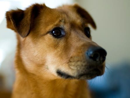 Cursos de veterinaria