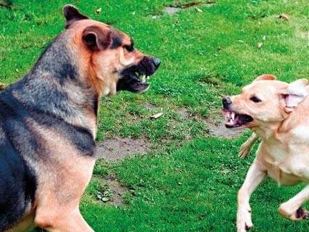 Curso de educador canino