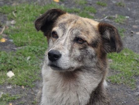 Curso de educador canino