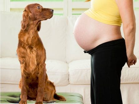 curso de auxiliar de clínica veterinaria