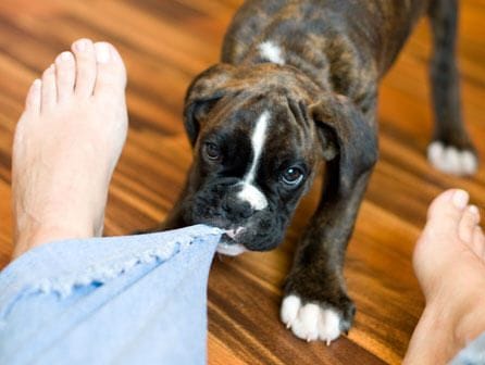 Curso de educador canino