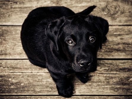 curso de auxiliar de clínica veterinaria