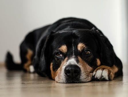 Curso de educador canino