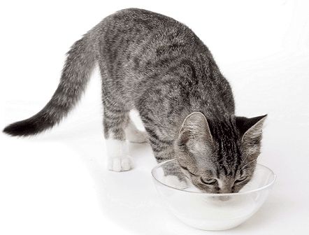 curso de auxiliar de clínica veterinaria