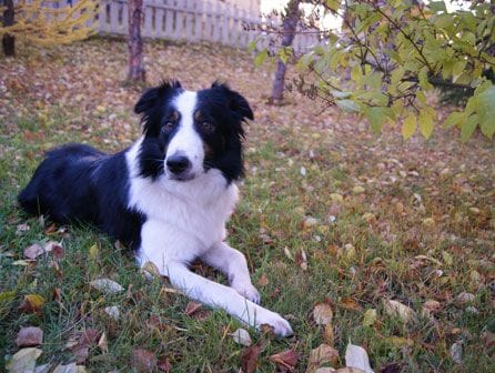 curso de educador canino