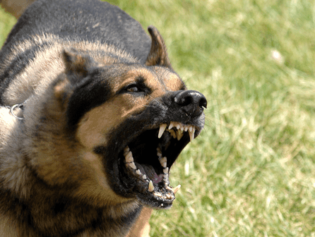 curso de educación canina