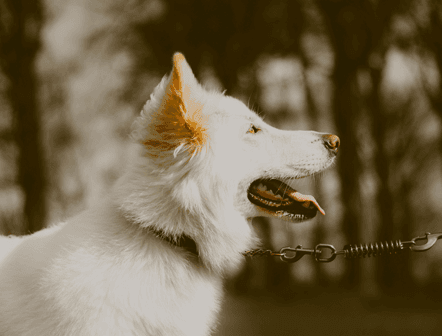 curso de educador canino