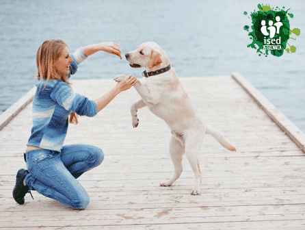 curso de auxiliar veterinario