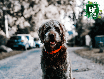 curso auxiliar de clínica veterinaria