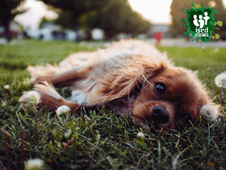 curso de auxiliar de clínica veterinaria