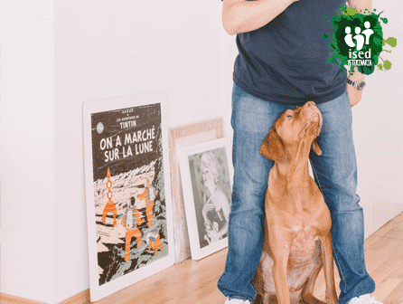 curso de educador canino