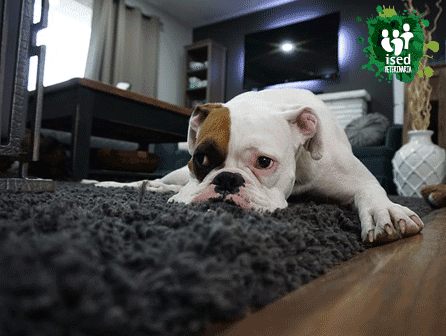 curso de auxiliar de clínica veterinaria