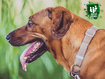 curso de auxiliar de veterinaria
