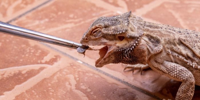 bienestar animal
