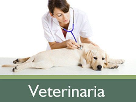 area_veterinaria_general