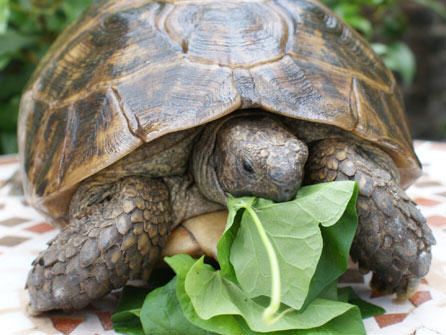 Legado vida aumento El caparazón de las tortugas | Blog ISED