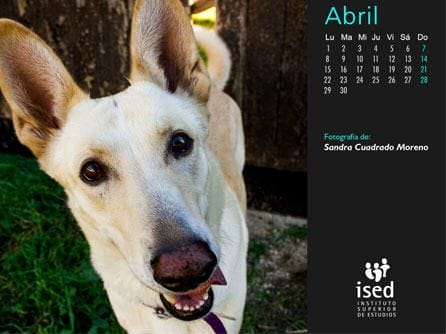 calendario-mascotas-2013