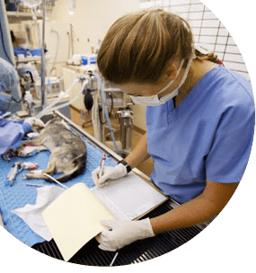 Auxiliar de clínica veterinaria