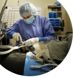 Auxiliar quirúrgico veterinario