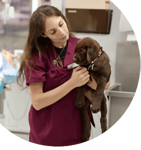 Ayudante técnico veterinario