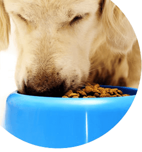 Nutrición canina