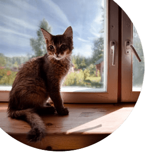 Etología felina