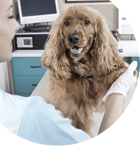 Introducción a la fisioterapia canina y felina