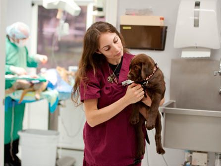 demostración curso auxiliar de clínica veterinaria