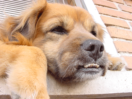 Perro con golpe decalor