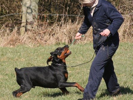 Curso de Auxiliar Veterinario (dobermann)