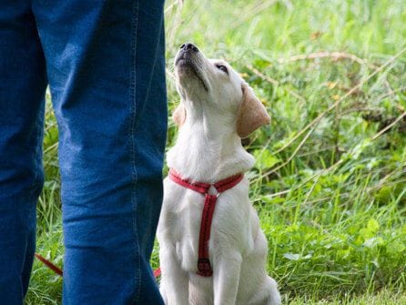 educacioncanina