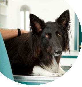 Etología en la clínica veterinaria