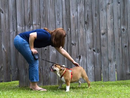 Inspiración conformidad Difuminar Controlar la efusividad del perro | Blog ISED