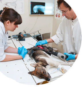 Técnico en urgencias veterinarias y cuidados intensivos