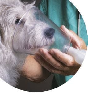 Curso de anestesiología veterinaria