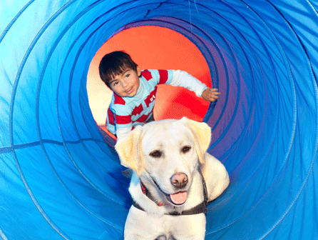 Curso educador canino