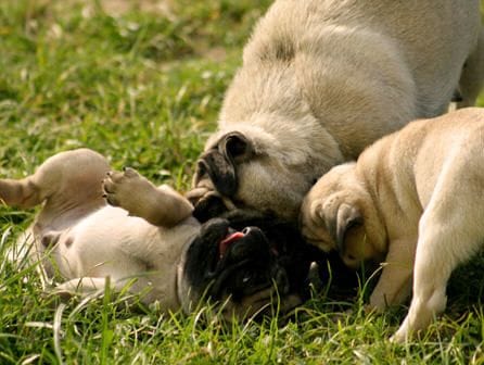 Curso de educador canino