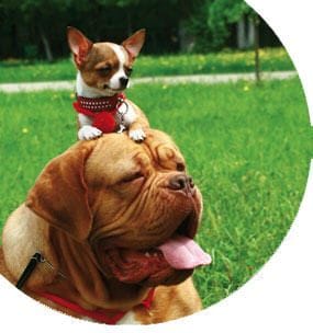 Curso de homeopatía en animales