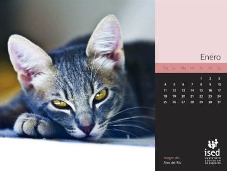 calendario de mascotas 2015