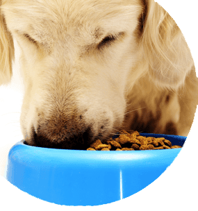curso de utrición y dietética veterinaria