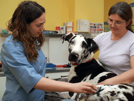 curso de auxiliar de veterinaria